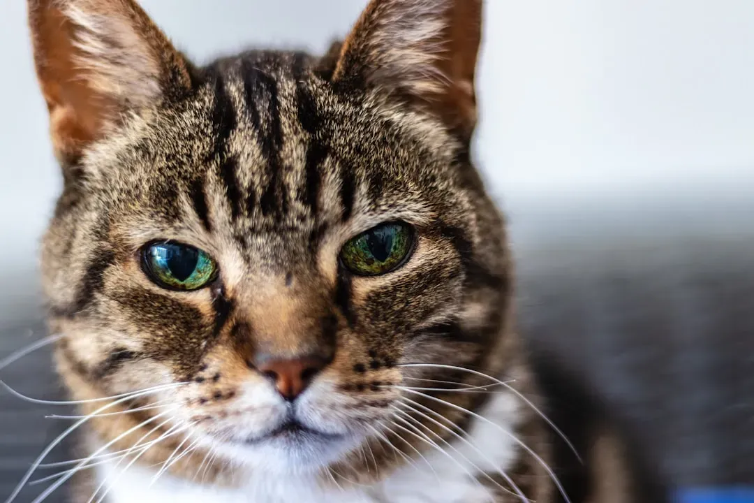 Your Cat's Supercharged Senses Are Reading Things You Can't Even Detect (Image Credits: Unsplash)