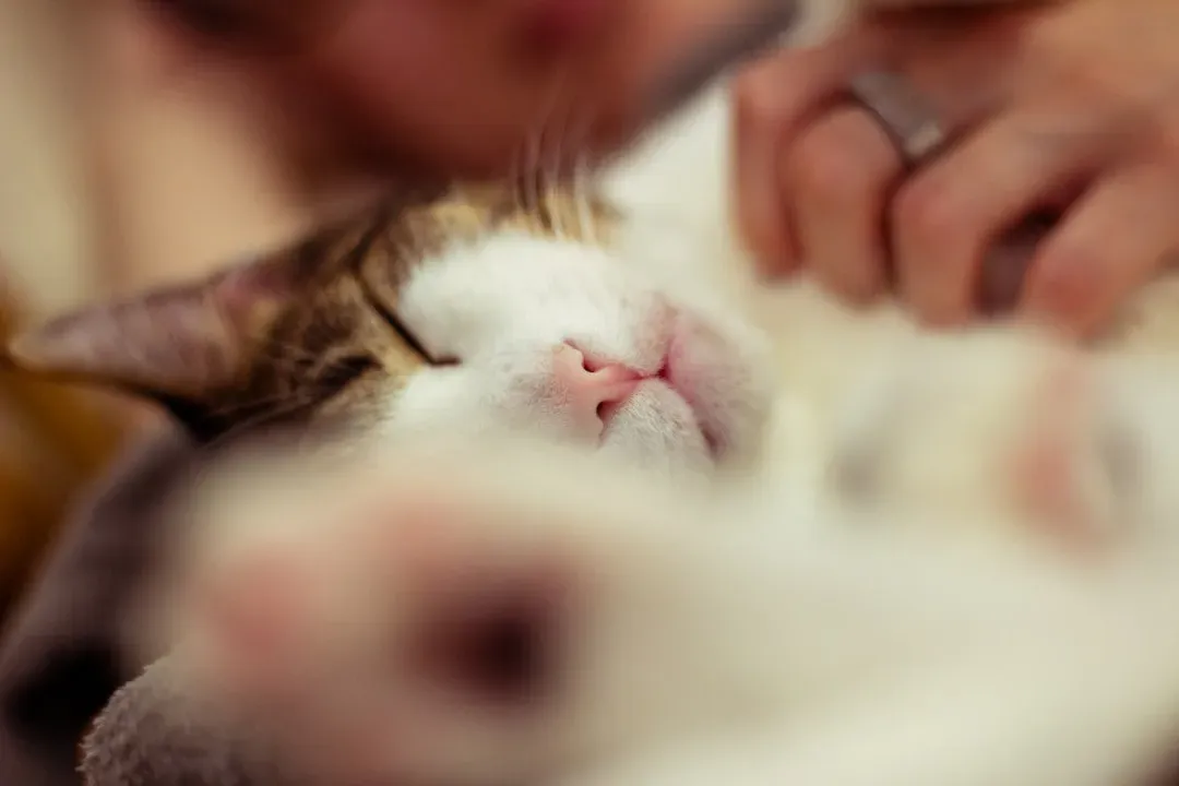 Myth: Euthanasia Is Painful for Your Pet (Image Credits: Unsplash)