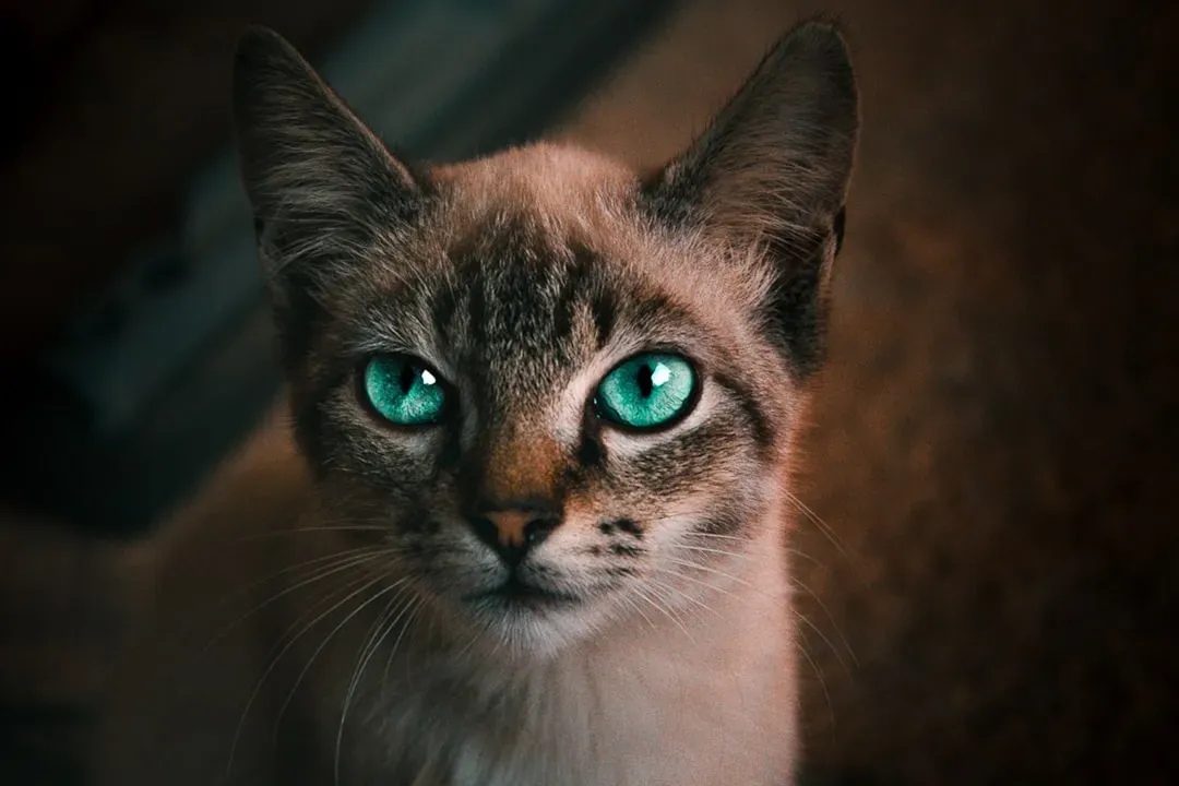 Your Cat's Color Vision Makes an Interesting Trade-Off (Image Credits: Unsplash)