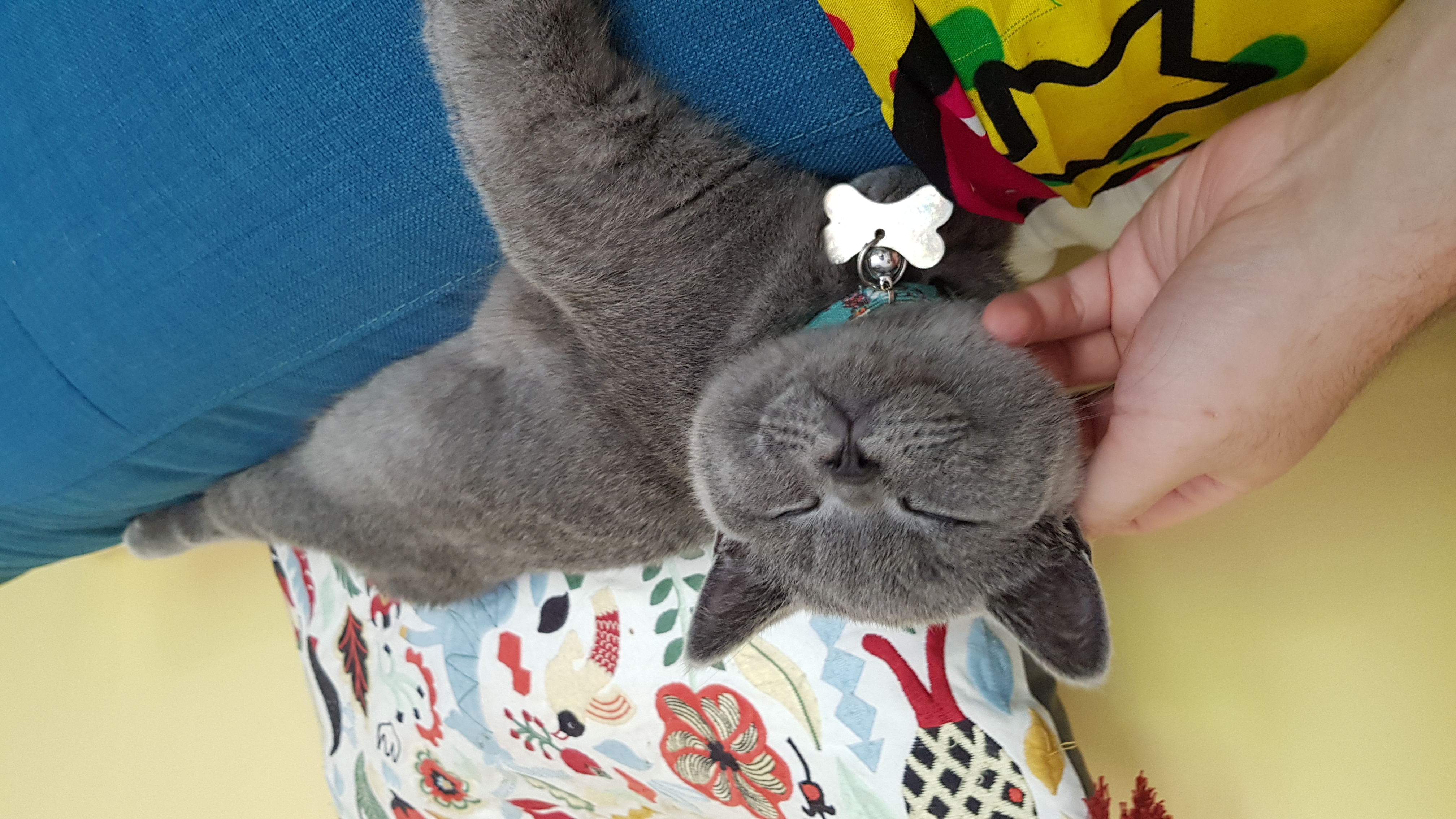 The Perfect Balance of Independence and Affection (Image Credits: Wikimedia)