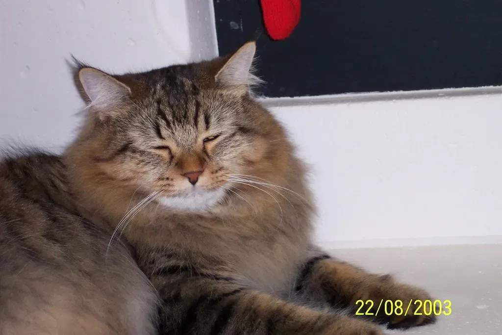 9. American Bobtail: The Chirpy Companion (Image Credits: Flickr)