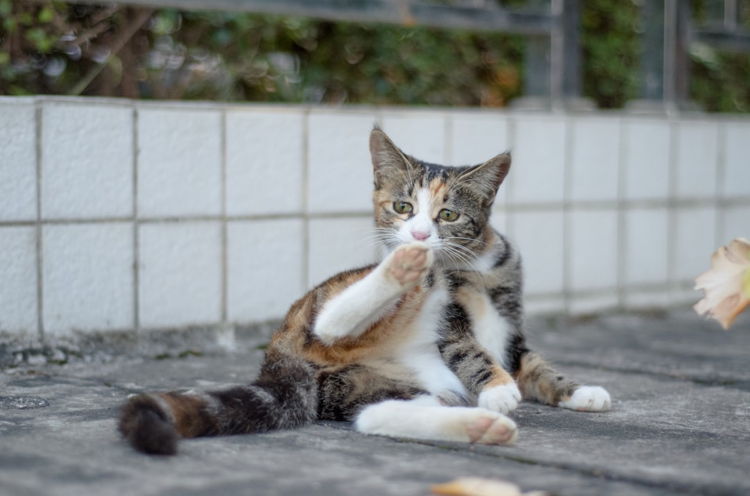 When the Reflex Fails: Real Limitations (Image Credits: Unsplash)