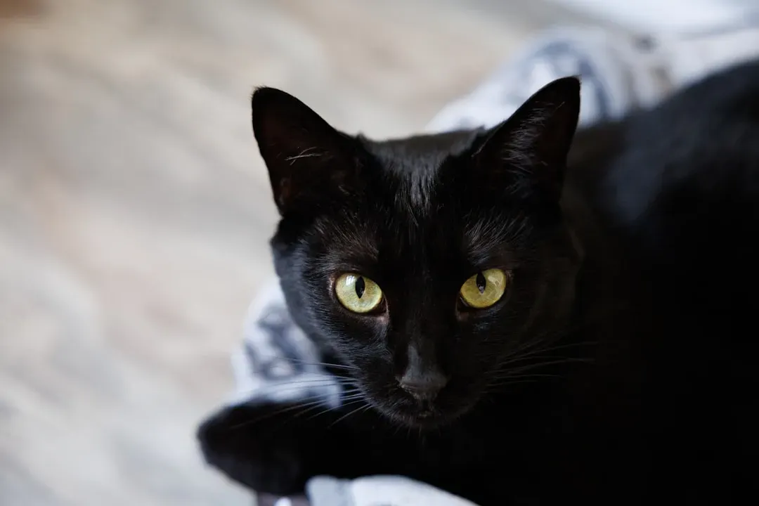 The Bombay: Your Mini Panther Who Rules Your Lap (Image Credits: Unsplash)