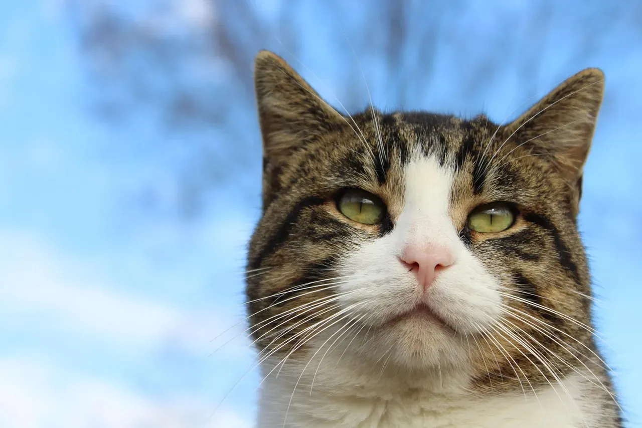 When the Stare Is Something More: Recognizing Medical Causes (Image Credits: Pixabay)