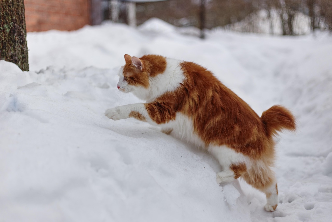 Japanese Bobtail Cats: Talkative Comedians with Rabbit Tails (Image Credits: Pixabay)