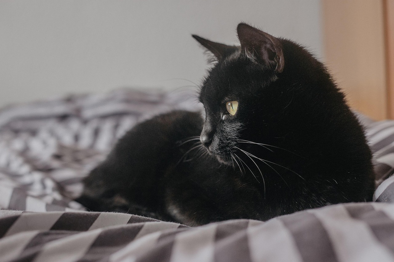 Bombay Cats (Image Credits: Pixabay)