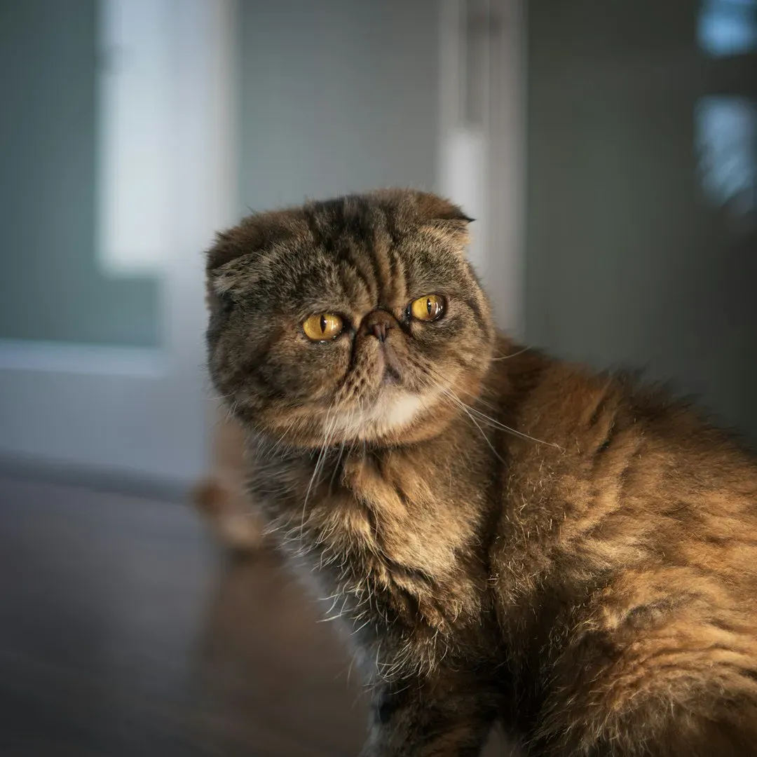 5. Scottish Fold: The Buddha Sitter With a Mellow Soul (Image Credits: Unsplash)