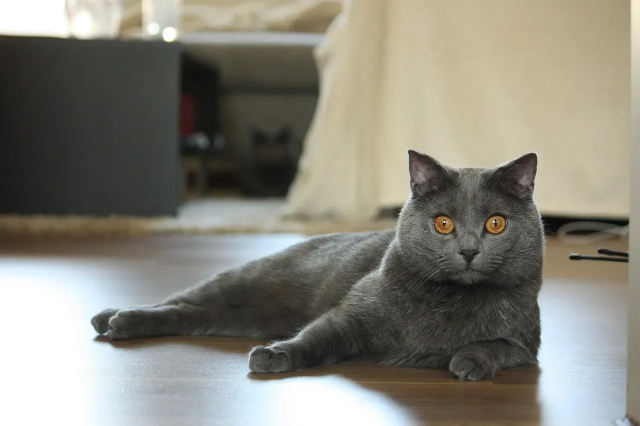 Chartreux: The Silent Observer (Image Credits: Pixabay)