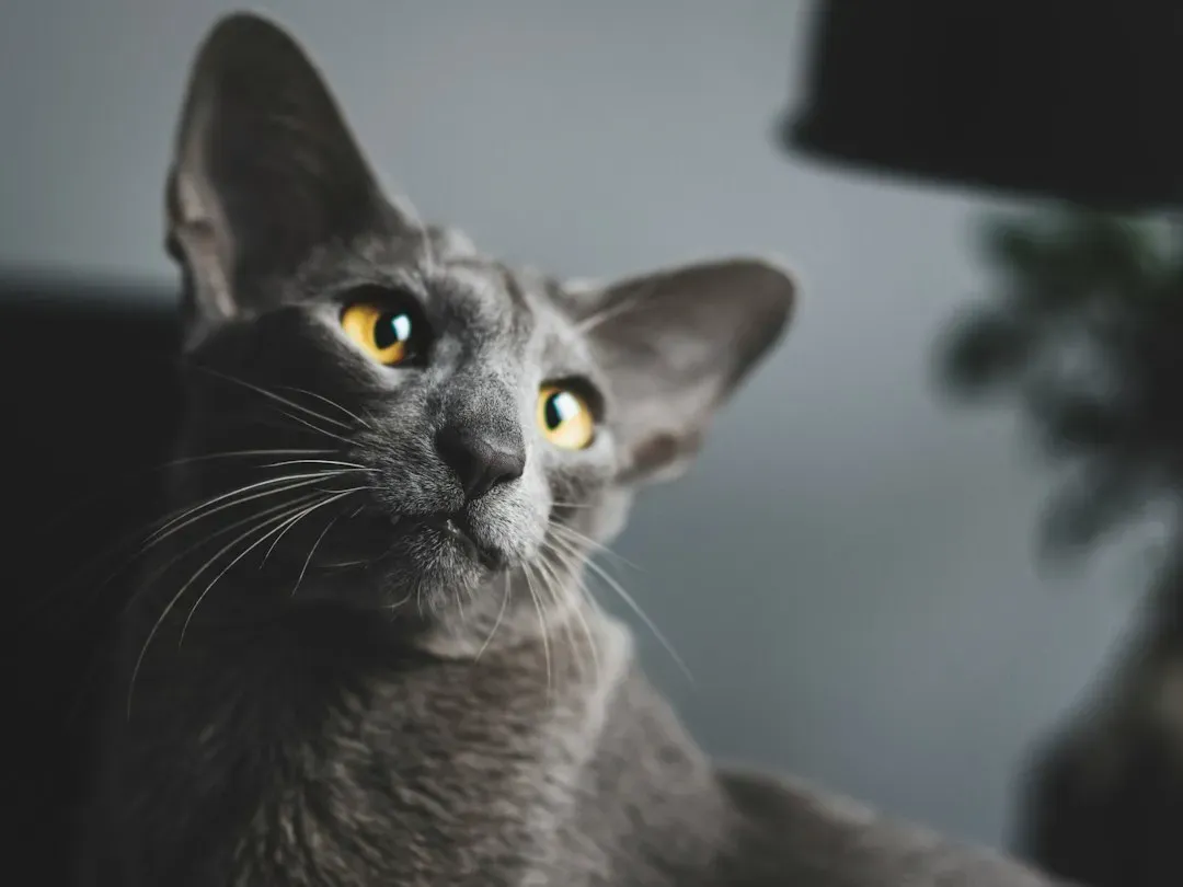 Oriental Shorthair: Velcro Personality, Not Always a Lap Lover (Image Credits: Unsplash)