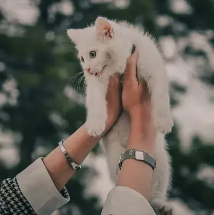 #11 - Forcing Affection Is the Fastest Way to Undo Months of Progress (Image Credits: Pexels)