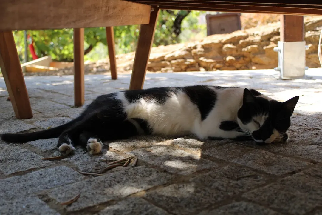 6. Provide Shade and Cozy Lounging Spots (Image Credits: Unsplash)