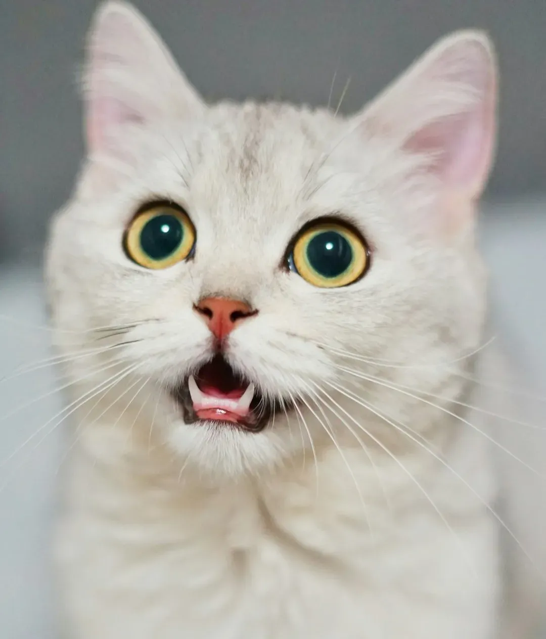#9 - The Almost-Silent Chirp Is Reserved for Favorite Humans (Image Credits: Unsplash)