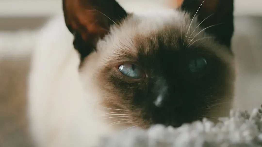Siamese: The Chatty Companion Who Craves Your Presence (Image Credits: Unsplash)