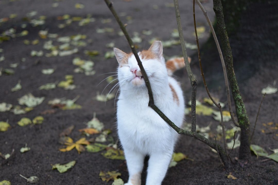 Playful Energy and Curiosity (Image Credits: Unsplash)