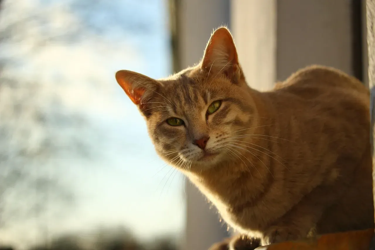 How the Science Stacks Up Against Folklore (Image Credits: Pixabay)