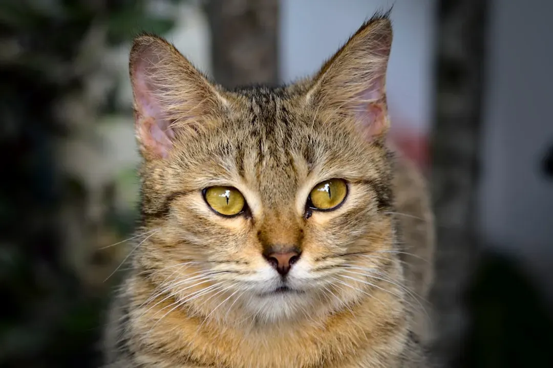 Understanding Your Cat's Carnivore Nature (Image Credits: Unsplash)