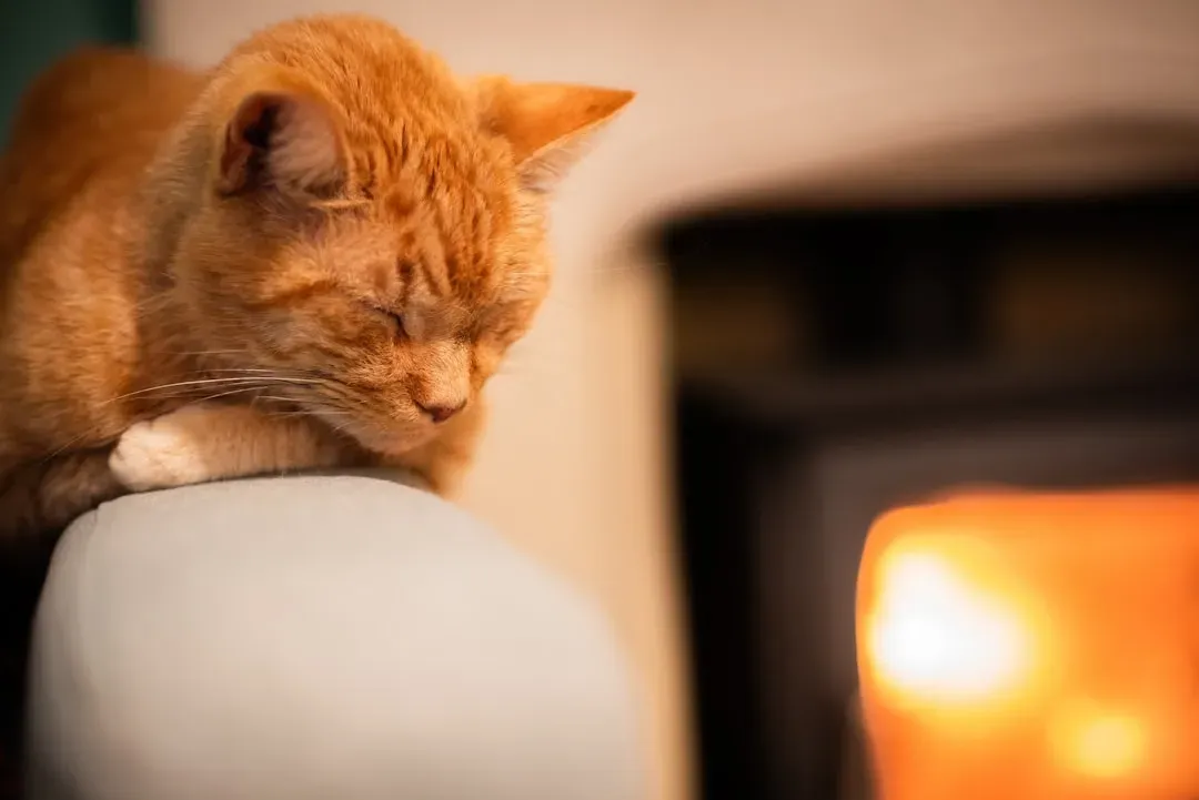 Keeping Your Cat Comfortable in Southern Heat (Image Credits: Unsplash)