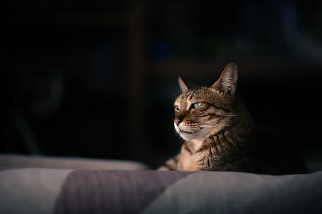 Your Cat Watched Over You All Night (Image Credits: Unsplash)