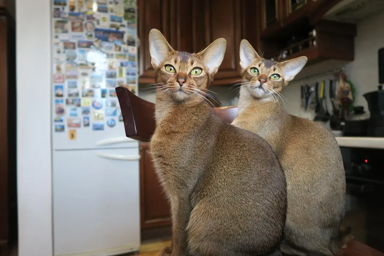 2. Abyssinian Cats: The Playful Enthusiasts (Image Credits: Pixabay)