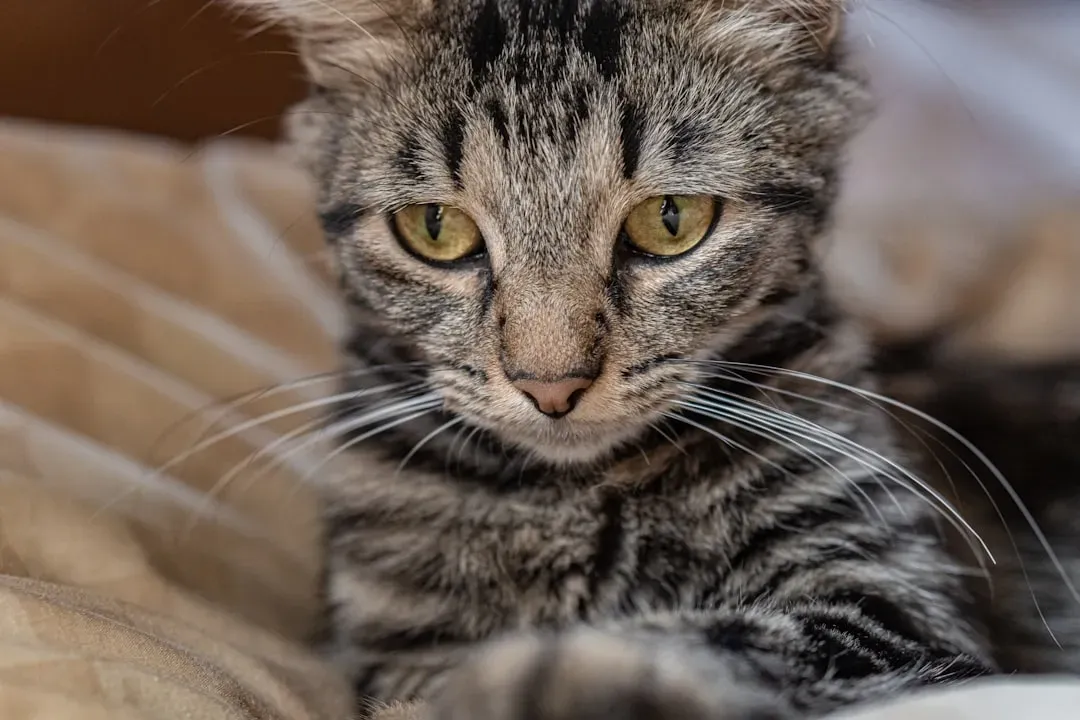 Kittens and Senior Cats: When Sleep Becomes Even More Critical (Image Credits: Unsplash)