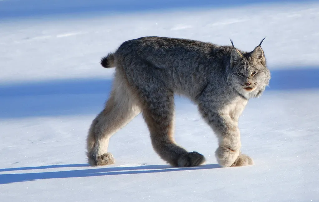 Canada Lynx: The Snowshoe Specialist of the North (Image Credits: Flickr)