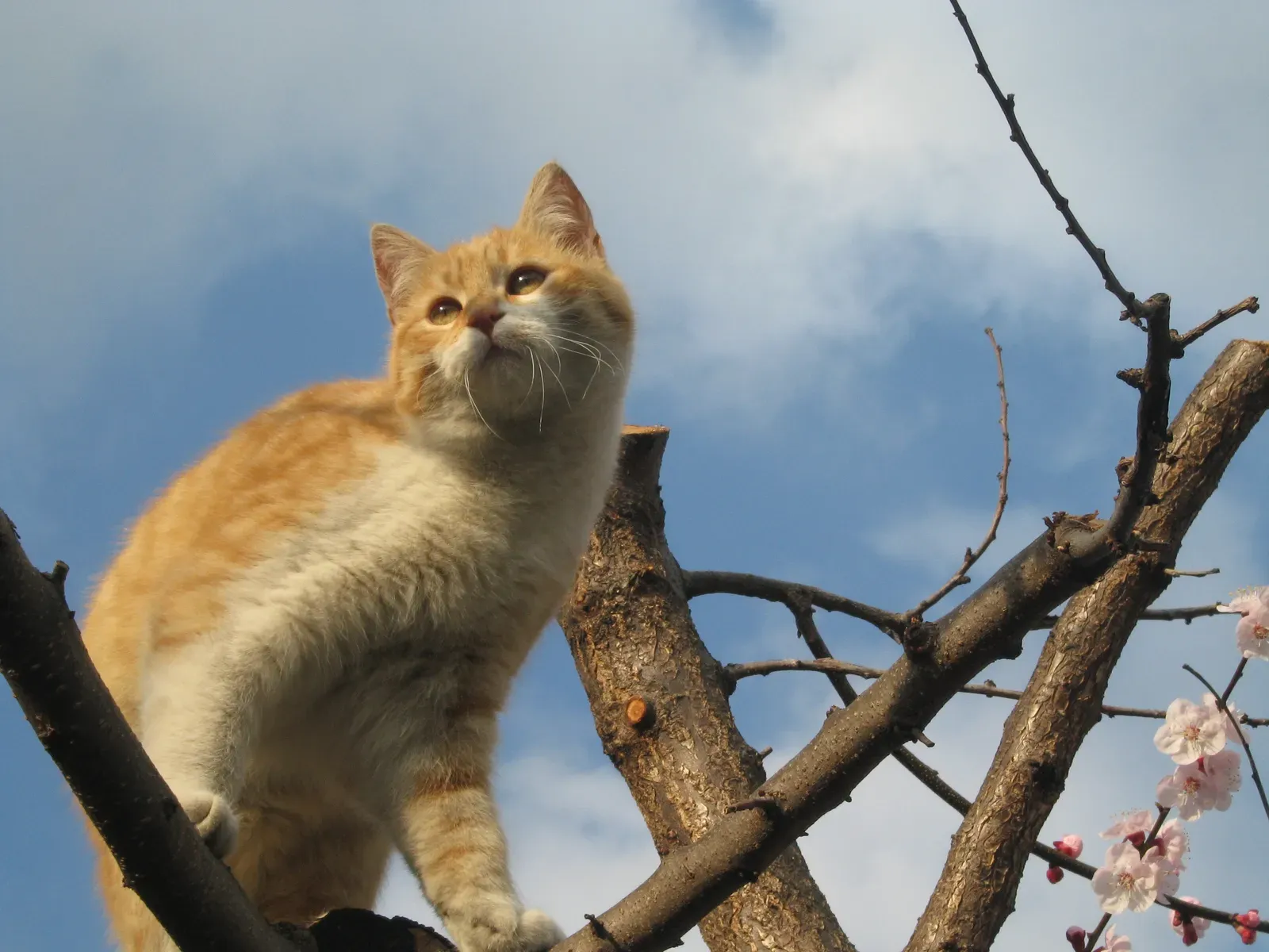 The Vantage Point: Seeing Everything, Missing Nothing (Image Credits: Wikimedia)