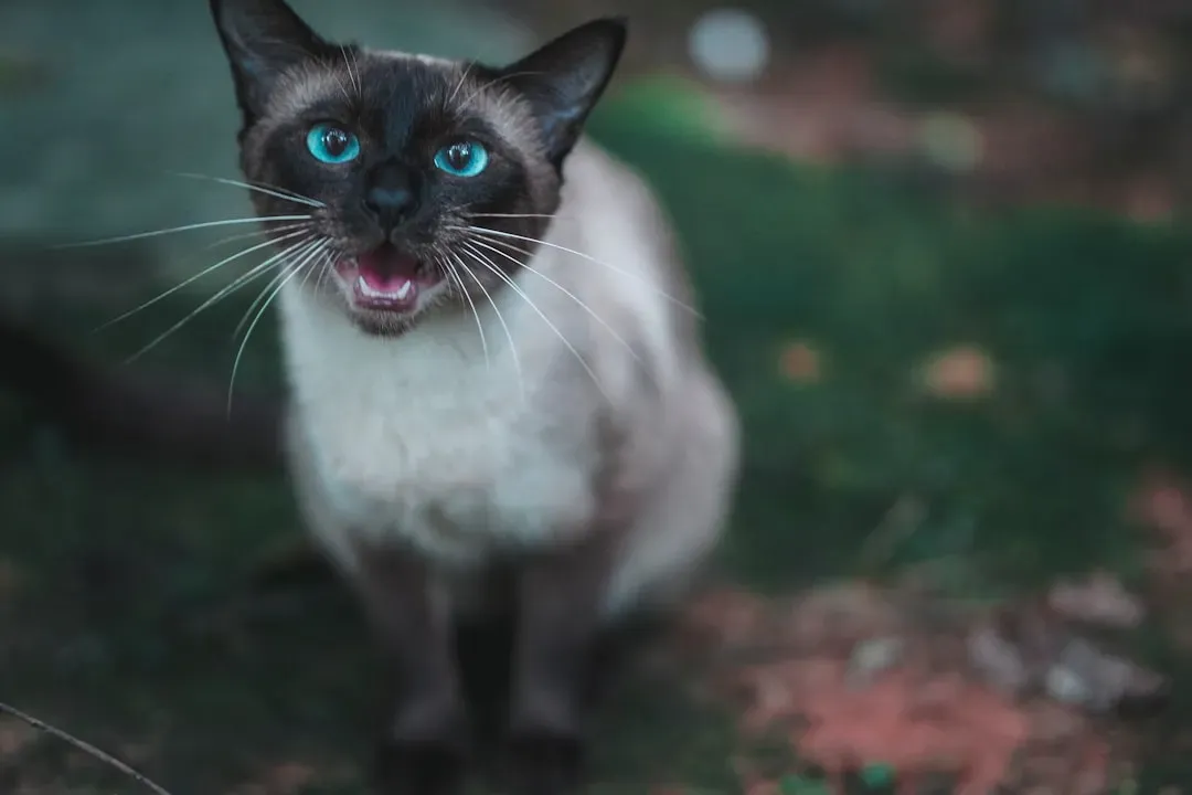 1. Siamese: The Loudest Opinion in the Room (Image Credits: Unsplash)