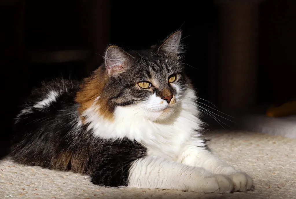 Territory Claiming Through Scent Marking (Image Credits: Flickr)