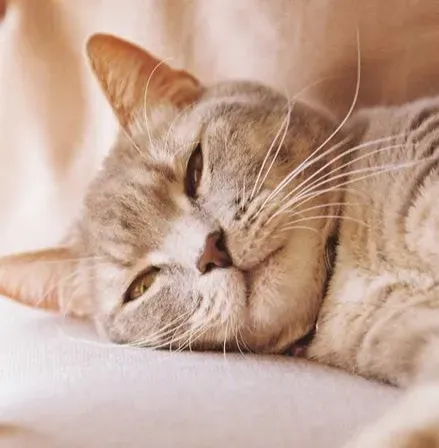 Slow Blink vs Sleepy Blink: How to Tell the Difference (Image Credits: Pexels)