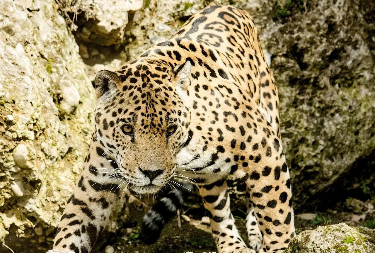 Conservation: The Threats Jaguars Face Today (Image Credits: Pixabay)