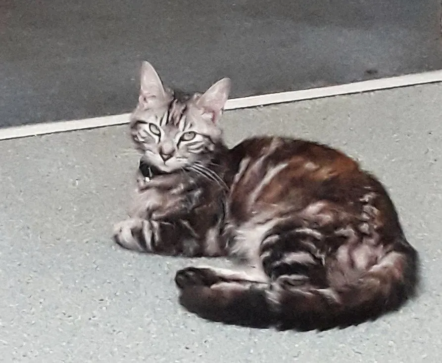 The Thrashing Angry Tail (Image Credits: Flickr)