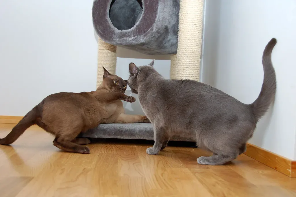 7. Burmese: The Dog-Like Companion Craving Interaction (Image Credits: Flickr)