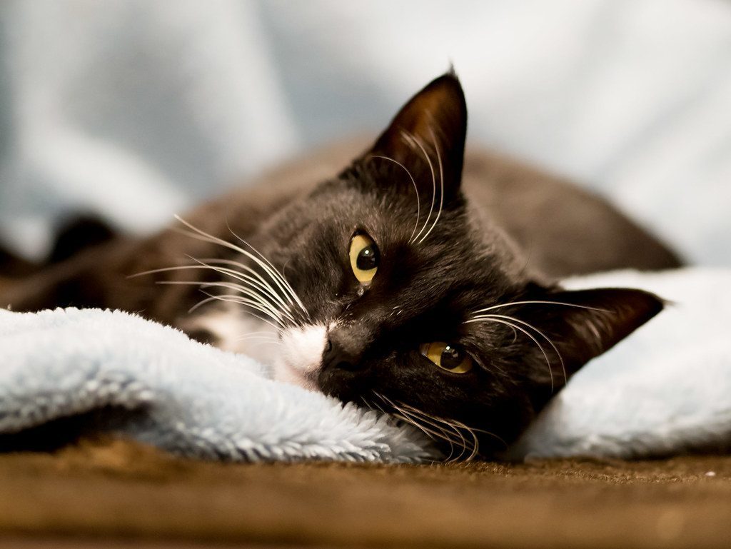 They Display a Relaxed Body Posture (Image Credits: Flickr)