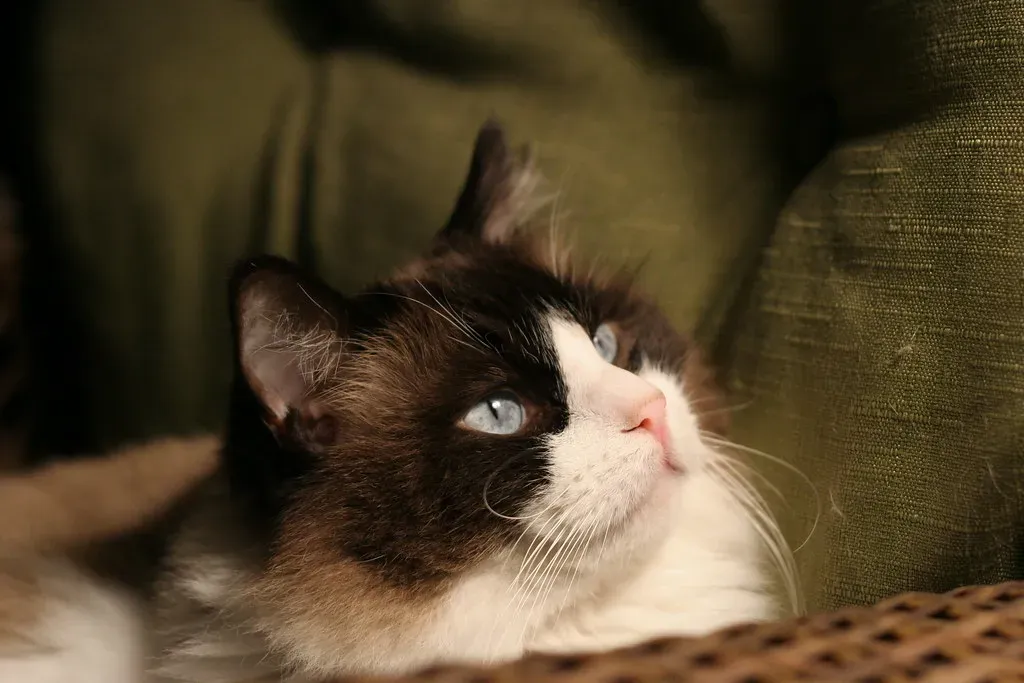 Demanding Late-Night Attention and Reassurance (Image Credits: Flickr)