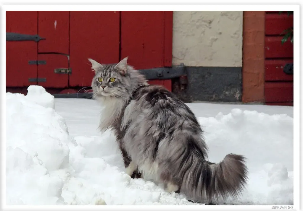 Conclusion: Finding Your Perfect Winter Companion (Image Credits: Flickr)