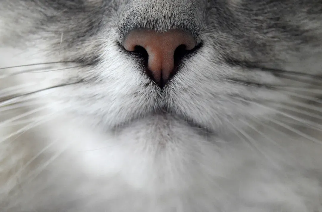 They Can Suffer From Whisker Fatigue and It's More Common Than You Think (Image Credits: Unsplash)