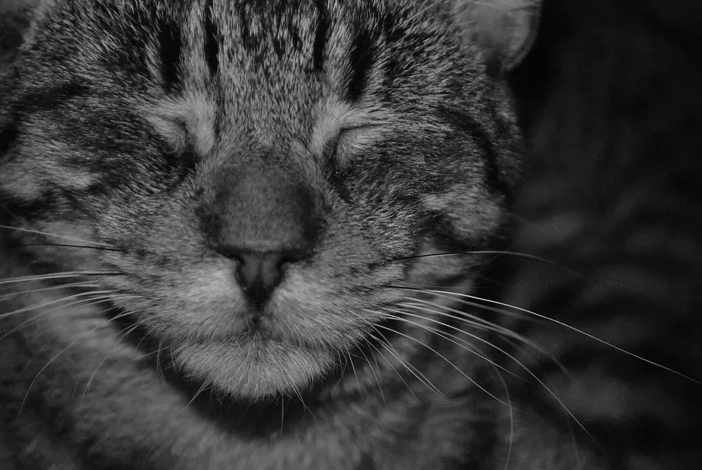#4 - The Head Bunt That Marks You as Theirs (Amanda Autumn, Flickr, CC BY 2.0)