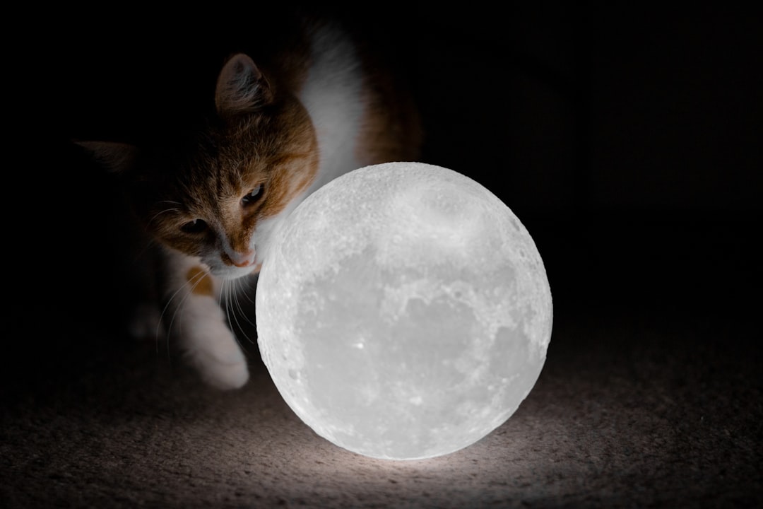 The Science Behind Lunar Cat Behavior (Image Credits: Unsplash)