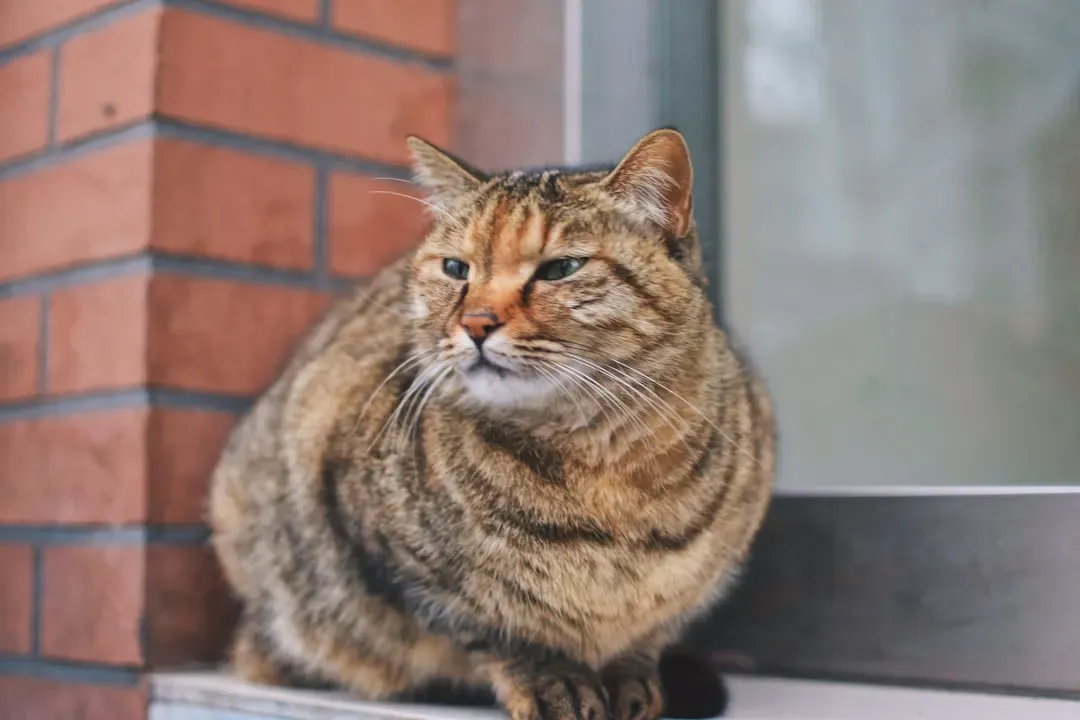 Managing Weight to Protect Aging Joints (Image Credits: Unsplash)