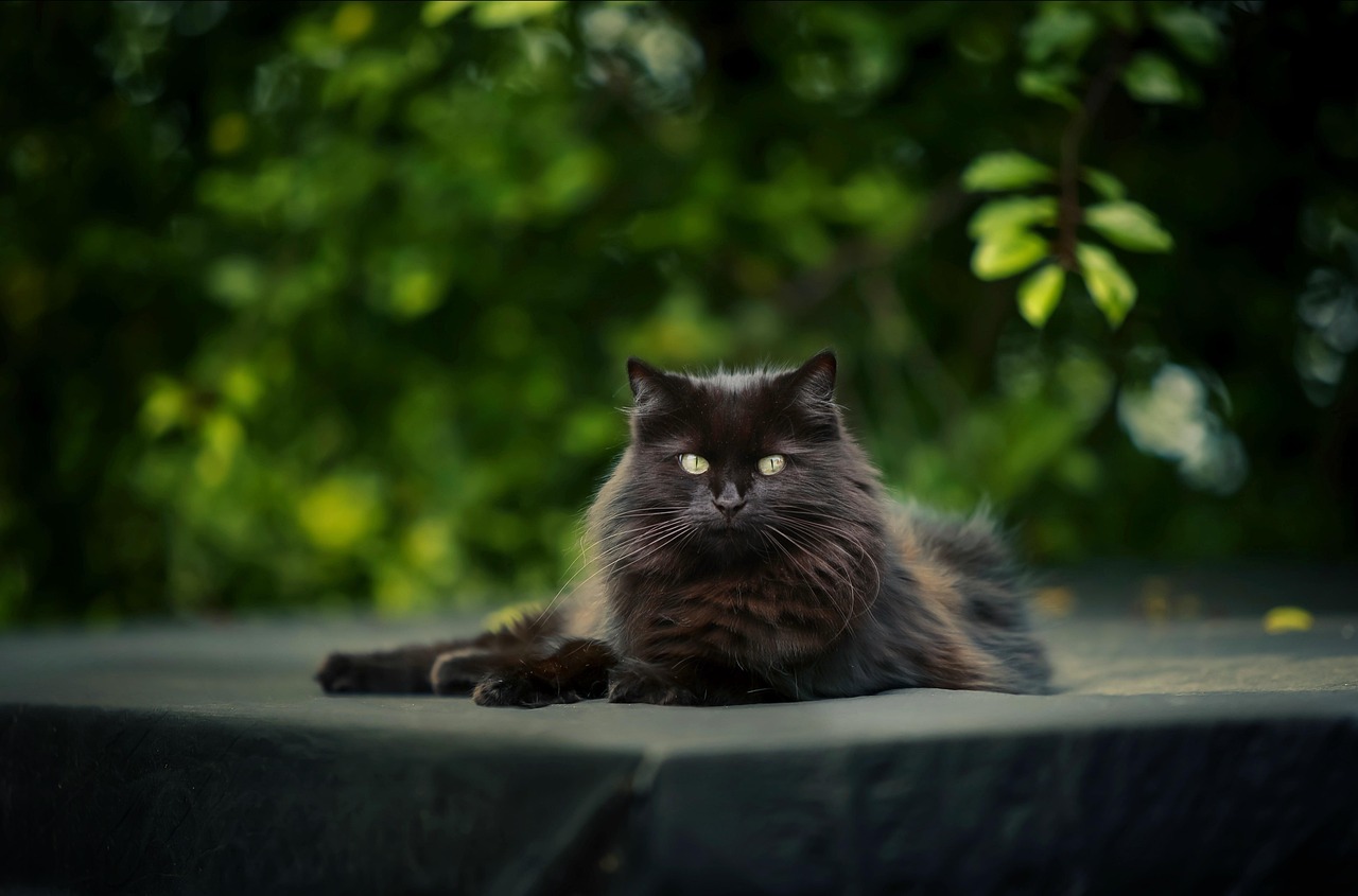 Black Cats: Breaking the Superstition Barrier (Image Credits: Pixabay)