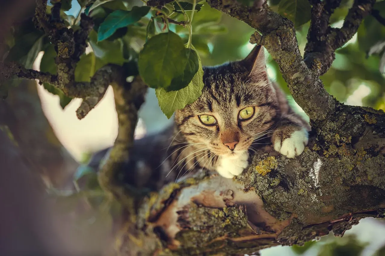 #1 - Forward-Pointing Whiskers Mean Your Cat Just Switched Into Hunter Mode (Image Credits: Pixabay)