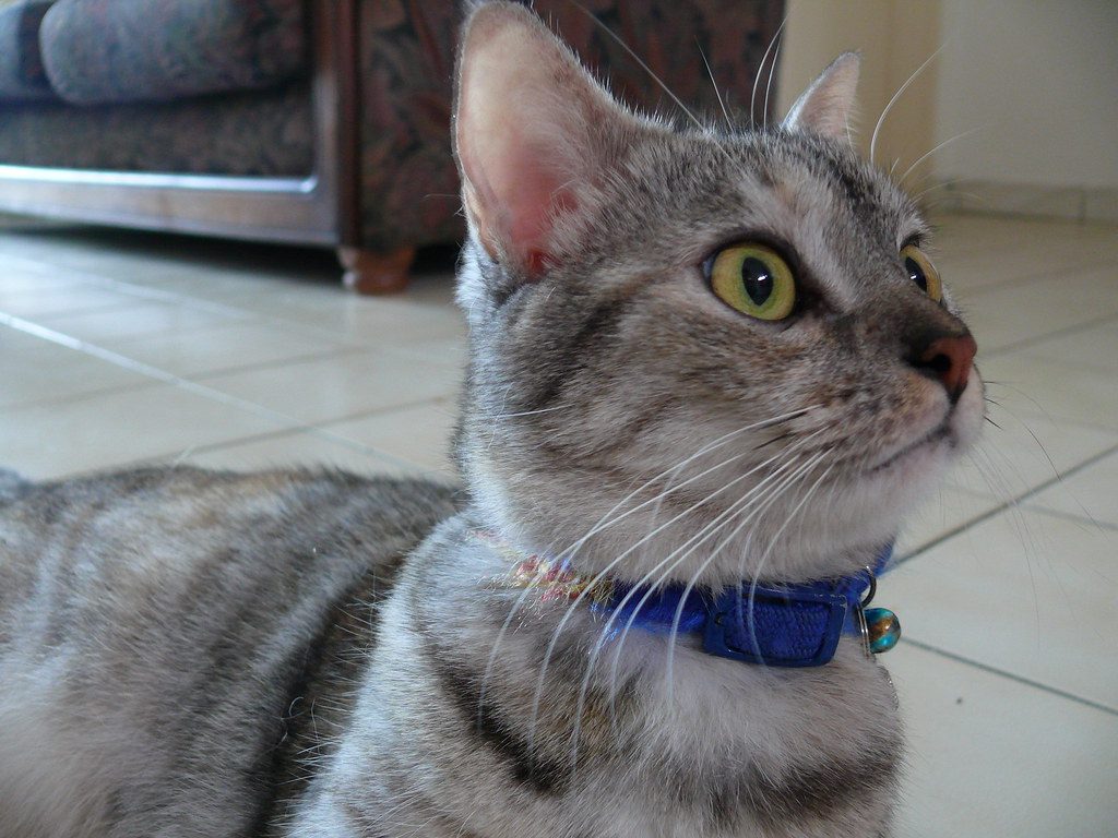 They Position Themselves Between You and Perceived Threats (Image Credits: Flickr)