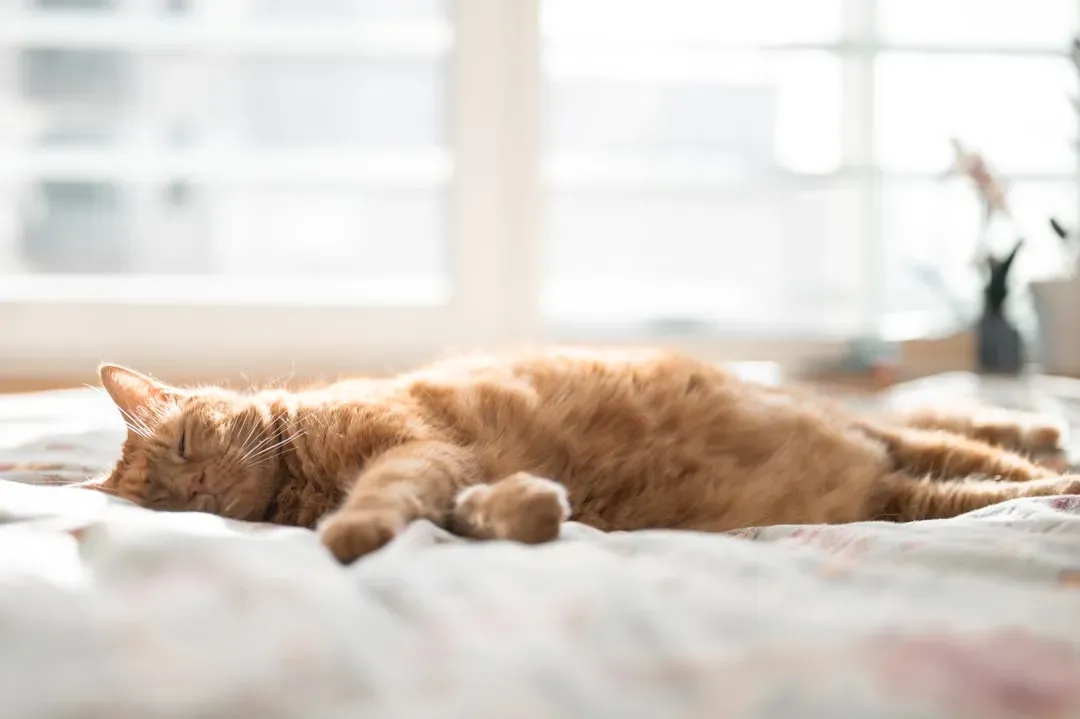 Understanding Your Cat's Sleeping Patterns (Image Credits: Unsplash)