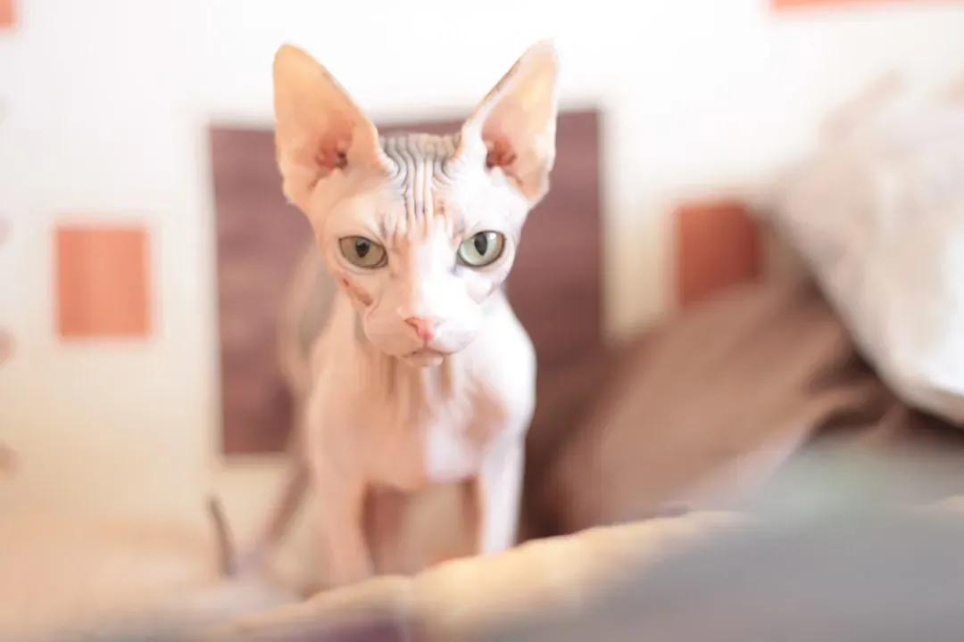 Sphynx: The Hairless Heat-Seeker (Image Credits: Unsplash)