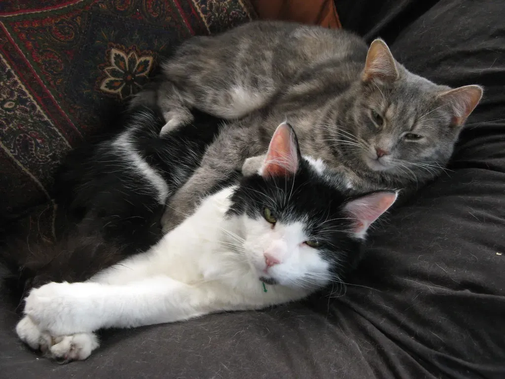 The Bonding Chemical Is Missing (Image Credits: Flickr)