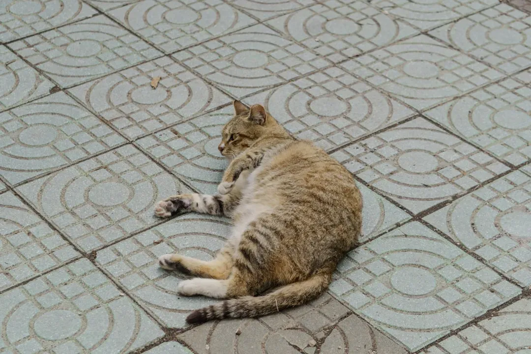 #10 - Circling the Same Spot Before Lying Down (Image Credits: Unsplash)