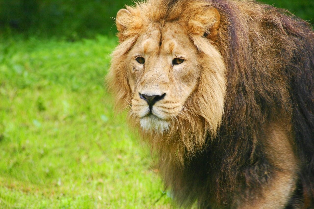 Leo: The Lion (Image Credits: Pixabay)