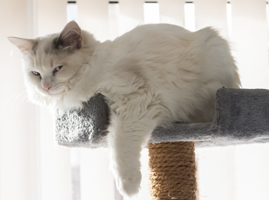 Ragdoll: The Laid-Back Lover (Image Credits: Flickr)