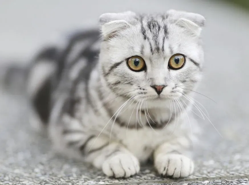 Scottish Fold: Sensitive Ears, Sensitive Nature (Image Credits: Pexels)