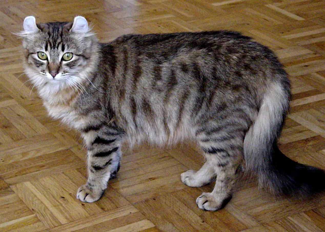 #13 American Curl Longhair (CC BY-SA 3.0)